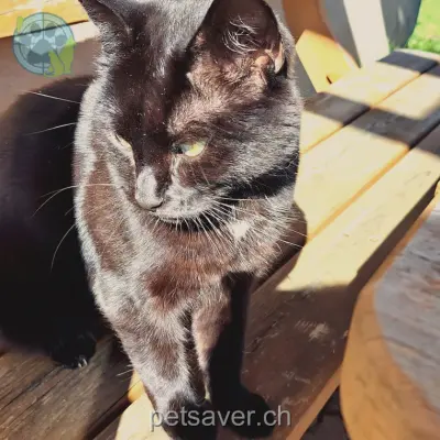 chat lost 1  6162 Entlebuch 06.01.2026