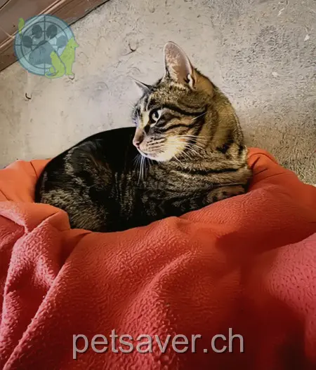 chat lost 1 Uelistrasse 6288 Schongau Ani