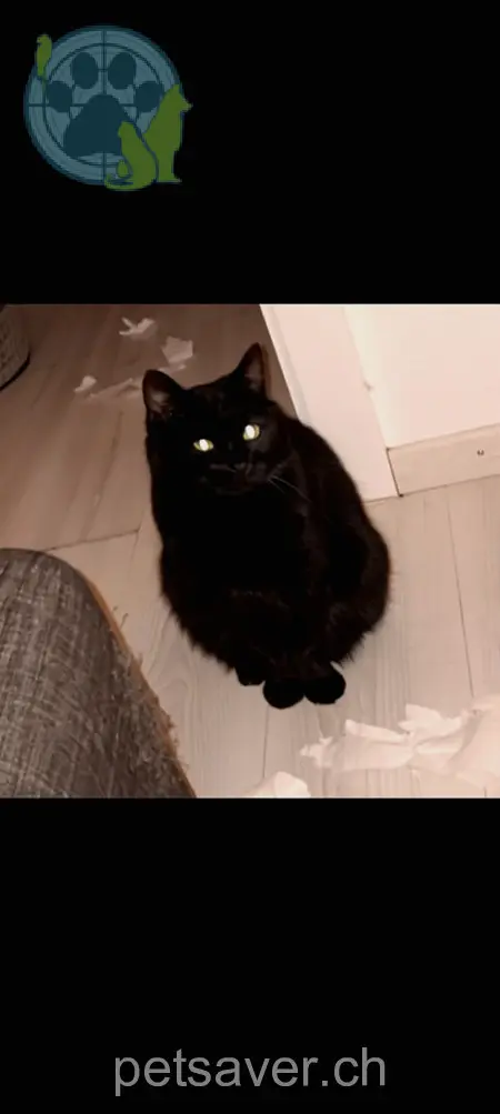 chat lost 7 Wolfgang 6170 Schüpfheim Bogy