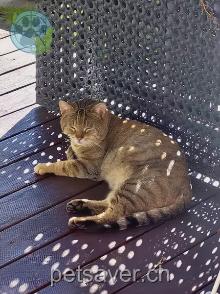 chat lost 11 Niderhölzlirain 6026 Rain Diago