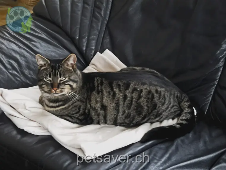 chat lost 3 Tscharnetstrasse 6010 Obernau Felix