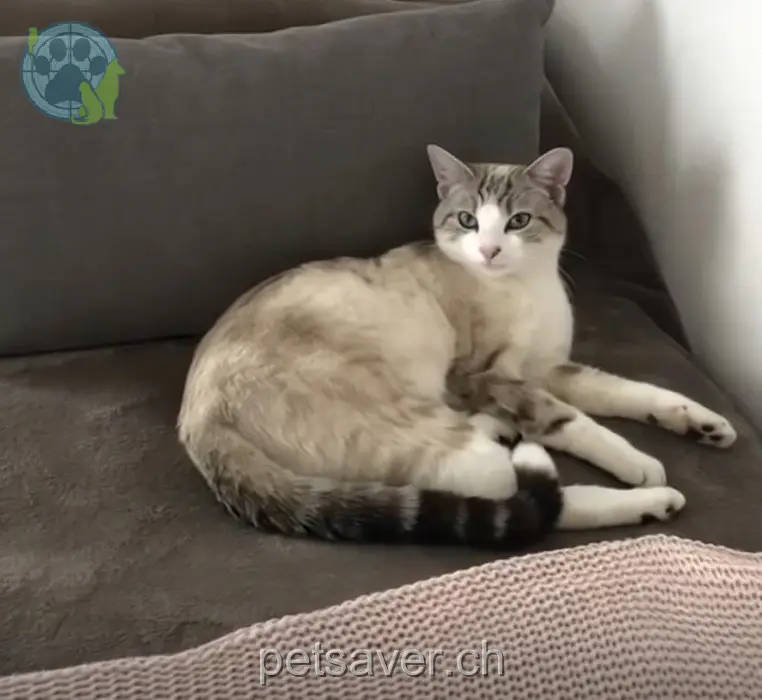 chat lost  A2 6205 Eich Filou