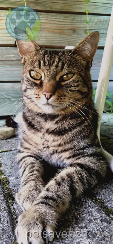 chat lost 5 Herrenweg 6030 Ebikon Floyd