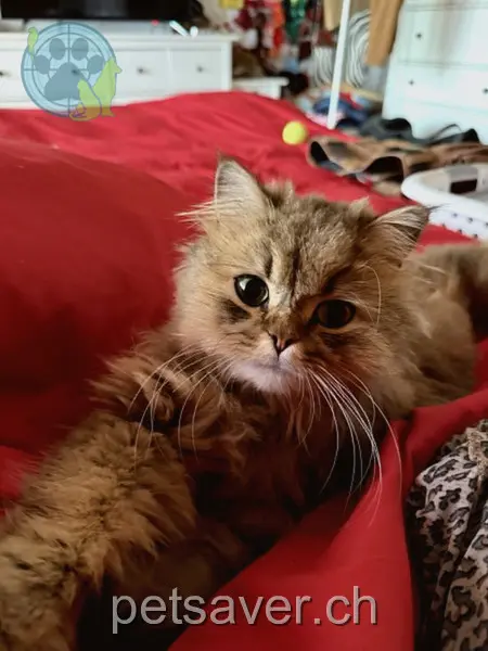 chat lost 16 Kehlhofrain 6043 Adligenswil Giacomo