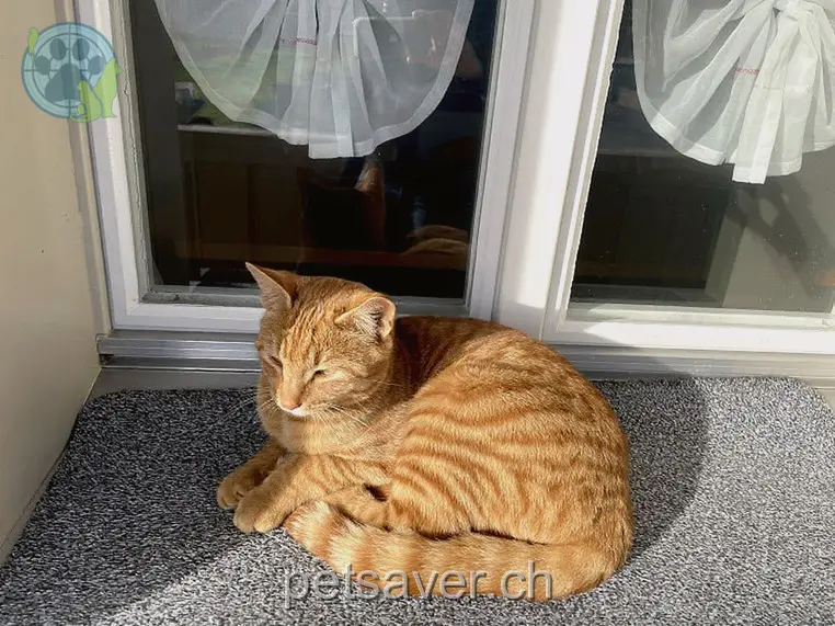 chat lost  Rathausenstrasse 6030 Ebikon Hugo