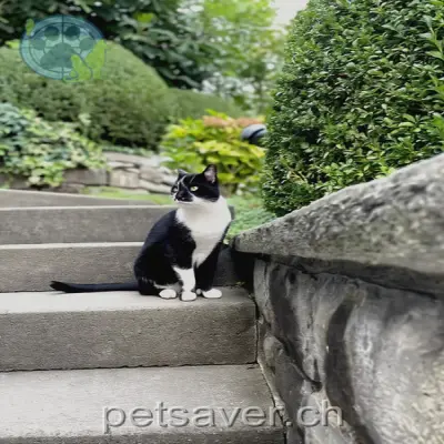 chat lost 1  6022 Grosswangen J.j.