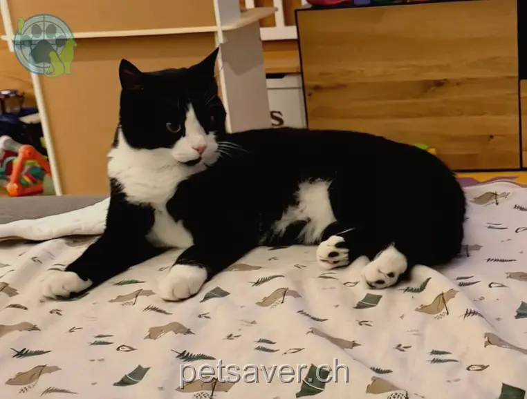 chat lost 5 Mühlewaldstrasse 6146 Grossdietwil Jimmy