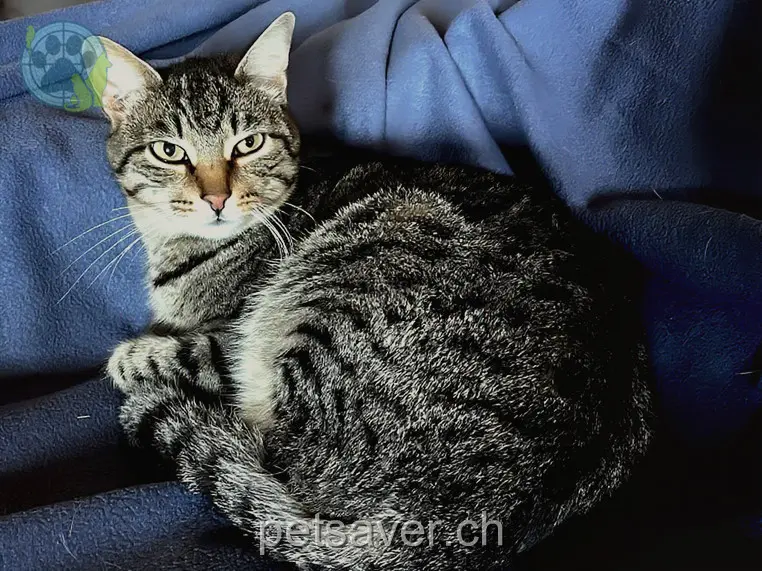 chat lost 1  6153 Ufhusen Joske