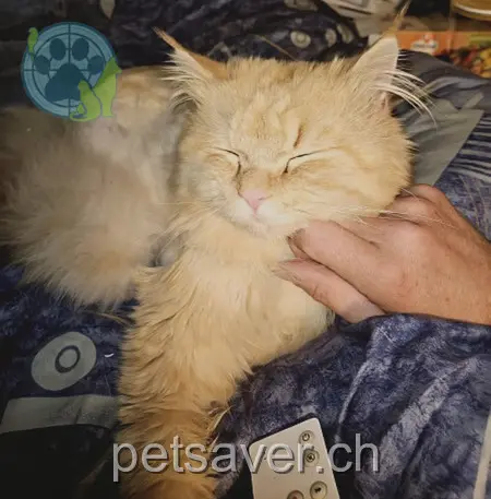 chat lost 36 Rengglochstrasse 6012 Obernau Lev