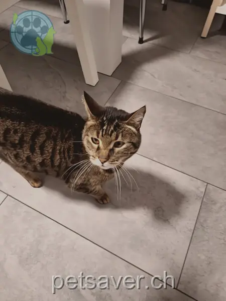 chat lost 2 Ziegelacker 6214 Schenkon Lio