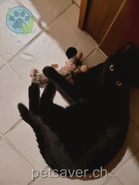 chat lost 2 Buchwald 6143 Ohmstal Lou