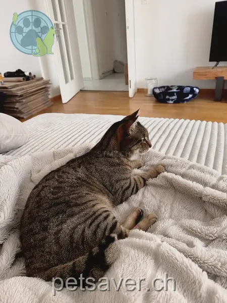 chat lost 7 Würzenbachhalde 6006 Lucerne Charlie