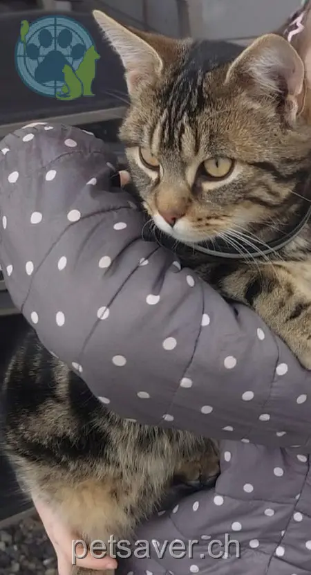 chat lost 1  6276 Ottenhusen Luna