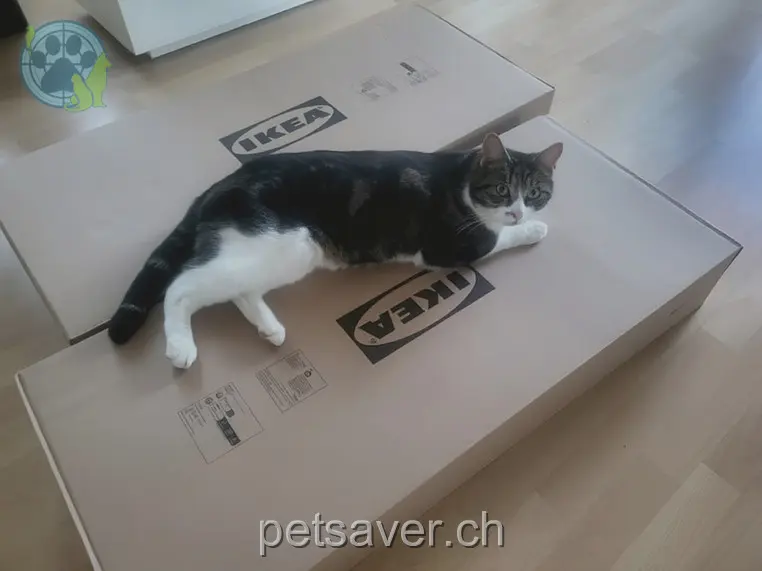 chat lost 1 Rosegg 6034 Inwil Mylo