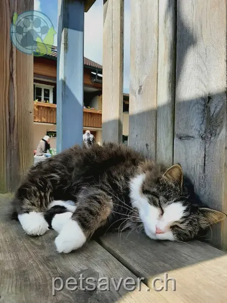 chat lost 16 Hunkelenstrasse 6016 Hellbühl Pino