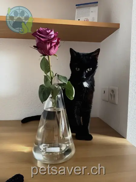 chat lost 12 Obere Erlen 6020 Emmen Nino