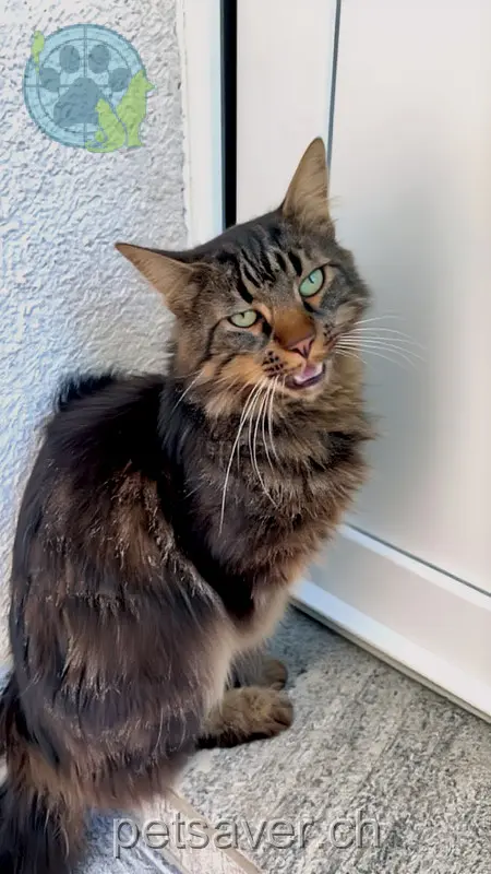 chat lost 227  6012 Obernau Piksel