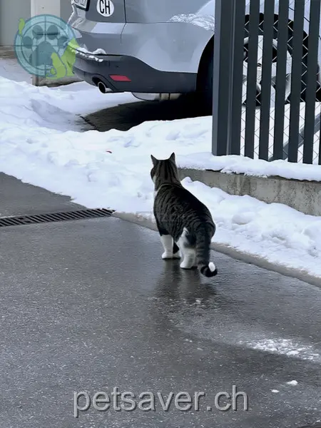 chat lost 11 Im Schmitteli 6110 Wolhusen Timmy