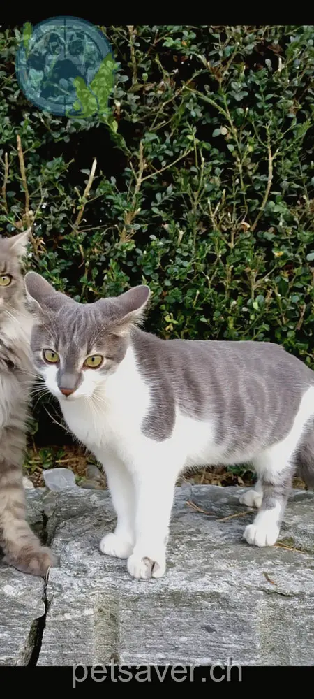 chat lost 71 Ausserdorf 6218 Ettiswil Yojimbo