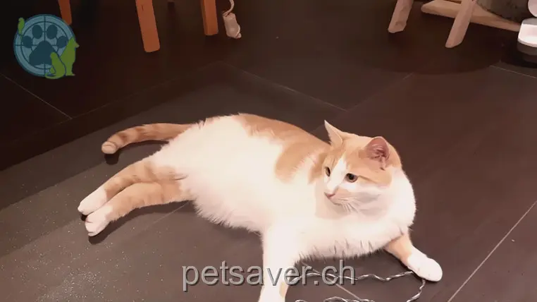 chat lost     Moritz