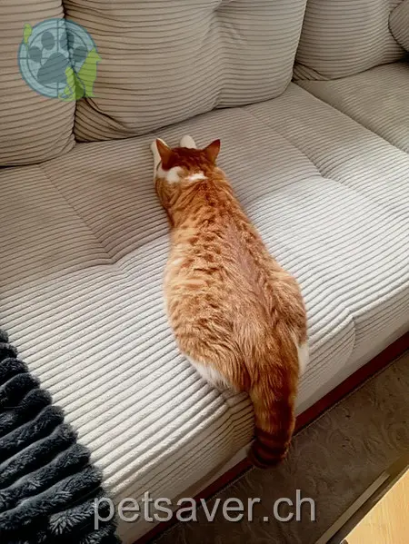 chat lost   2300 La Chaux-de-Fonds Bico