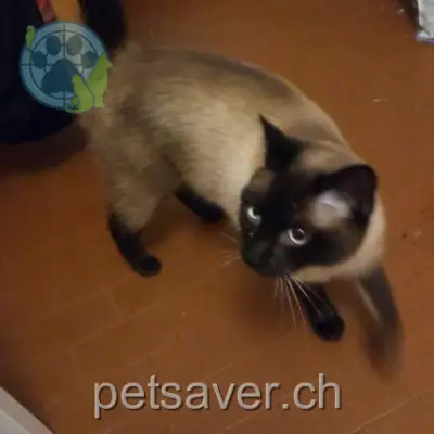 chat lost 10 Rue de la Maladière 2001 Neuchâtel Caramel