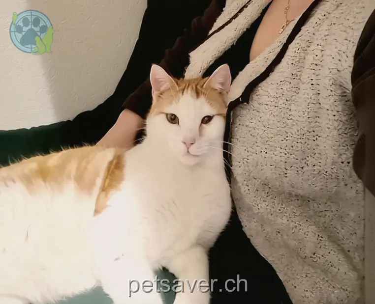 chat lost   2400 Le Locle Chascadeur-Prince