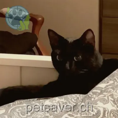 chat lost 10d Route des Addoz 2000 Boudry Drago