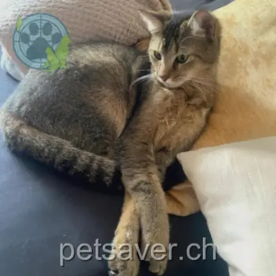 chat lost 22 Rue Louis-d'Orléans 2000 Neuchâtel Indy