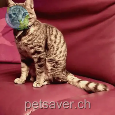 chat lost  A5 2023 Gorgier Kito