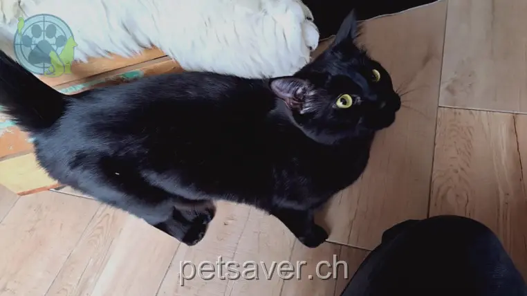 chat lost 1 Rue du Senet 2024 Saint-Aubin-Sauges Moustique