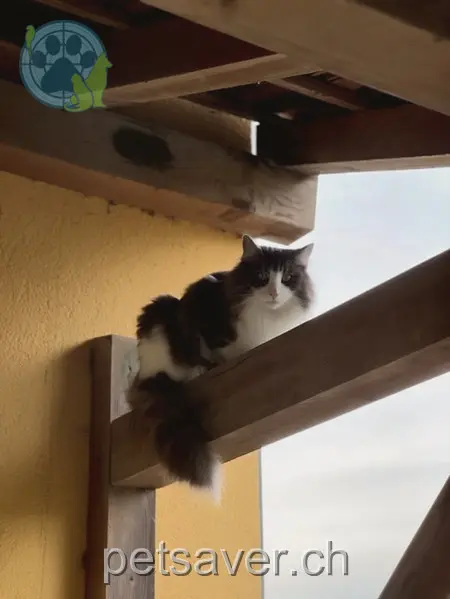 chat lost 242 Rue Paul-Vouga 2074 Marin-Epagnier Inari