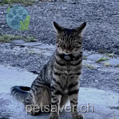 chat lost 32  2322 La Chaux-de-Fonds Milo