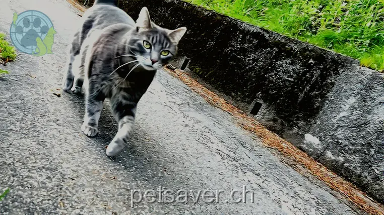 chat lost  La Côte-des-Billodes 2400 Le Locle Mixou