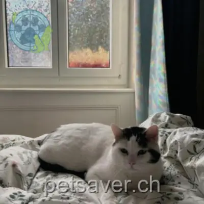 chat lost  Chemin du Pertuis-du-Sault 2000 Neuchâtel Picsou