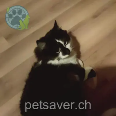 chat lost  Rue de sombailles 2303 La Chaux-de-Fonds Ron