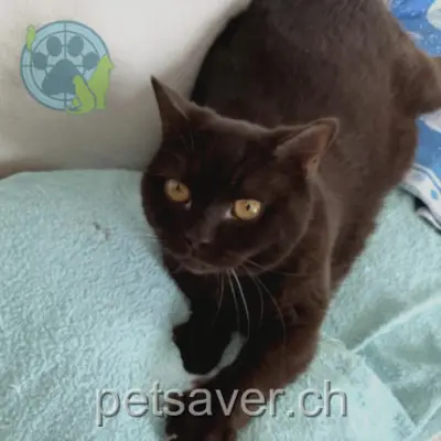 chat lost 8 Rue des Petits-Chênes 2000 Neuchâtel Tim