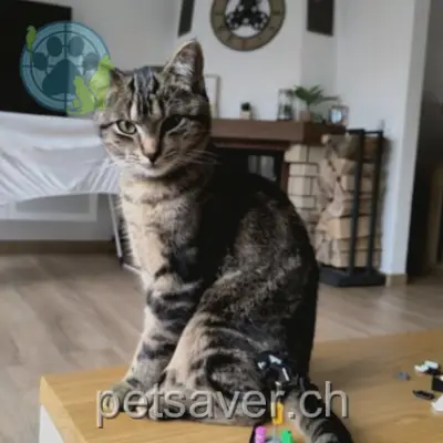 chat lost 5 Verger-Baliveau 2063 Fenin-Vilars-Saules Léo