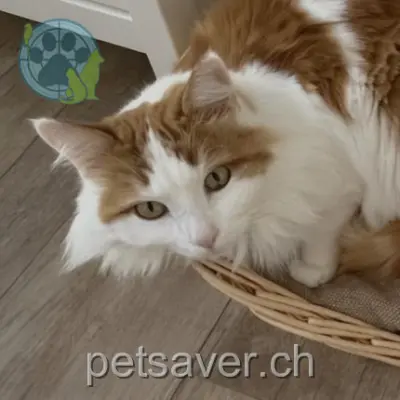 chat lost 163  2127 Les Bayards Crevette