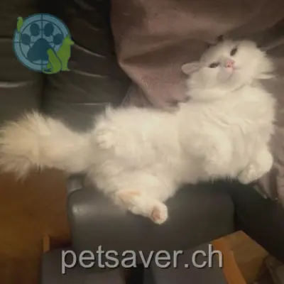 chat lost 1 Rue des Deux-Fontaines 2105 Travers Floki