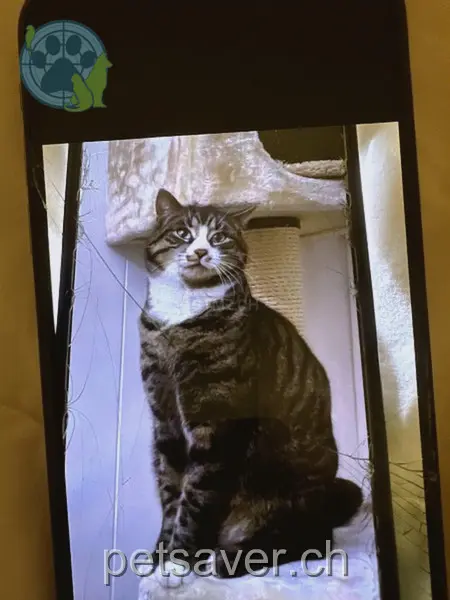 chat lost  Renggstrasse 6052 Hergiswil (NW) Amor