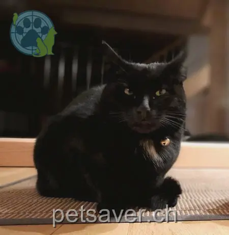 chat lost 1  6375 Beckenried Ignaz