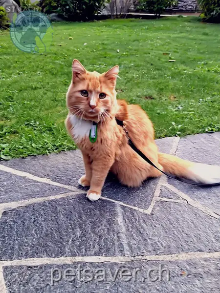 chat lost 3 Sonnhalde 6060 Sarnen Findus