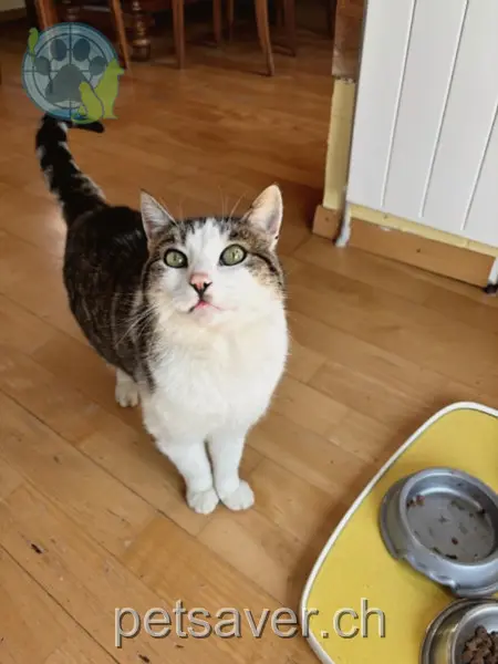 chat lost 7 Riebetenstrasse 6064 Halten Kairo