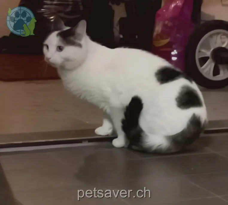 chat lost 3 Mettlenstrasse 9463 Oberriet Capo