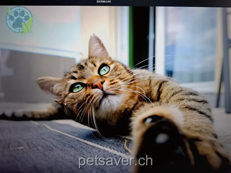 chat lost 26 Im Kirlenhof 9450 Lüchingen Kwasi