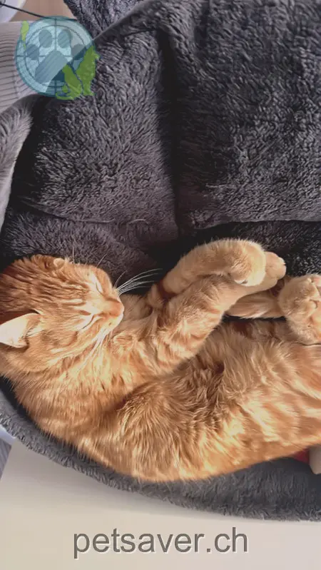 chat lost 8 Elsenackerstrasse 9450 Lüchingen Leemo