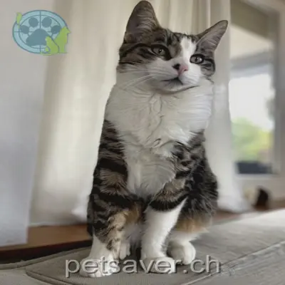 chat lost 4 Lindenstrasse 9443 Widnau Leo