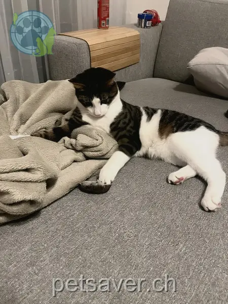 chat lost 3a Lindenstrasse 9424 Rheineck Mailo