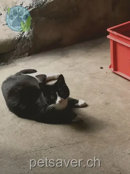 chat lost 1 Feldweg 9444 Diepoldsau Paco